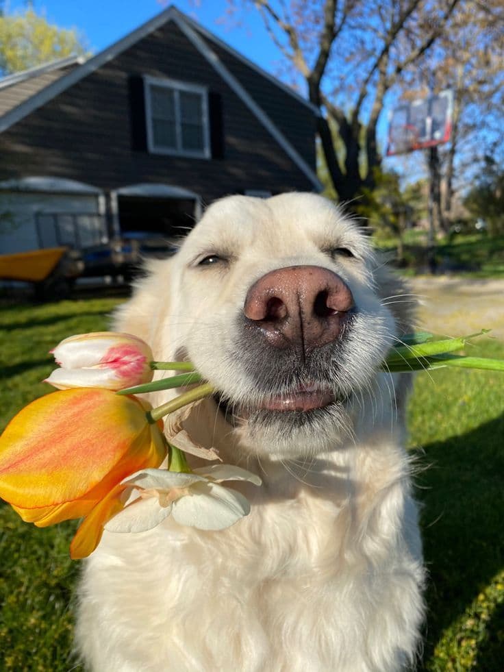 Cutest pet photo